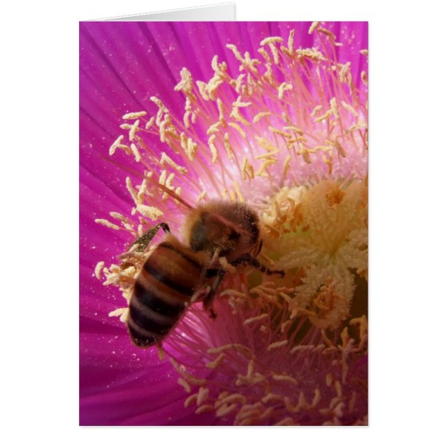 Bienenkarte (Vorne)