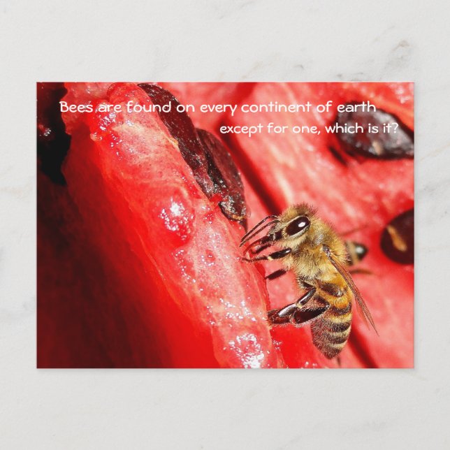Bienenkarte / Biene auf einer Wassermelone Postkarte (Vorderseite)