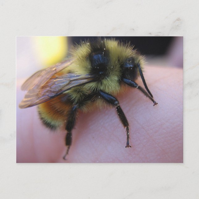 Bienenkarte Postkarte (Vorderseite)