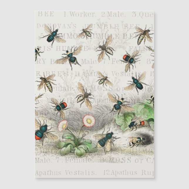 Bienenkleiferin Königin Bienen Antike Magnetkarte (Vorderseite)