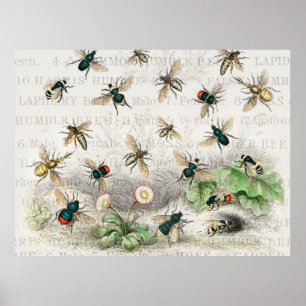 Bienenkleiferin Königin Bienen Antike Poster