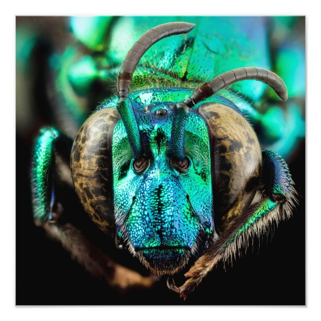 Bienenkopfposter mit zwei Seiten Fotodruck (Vorne)