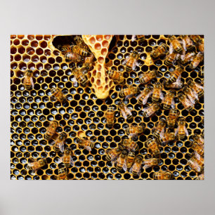 Bienenstock mit Honeycomb Nah Poster