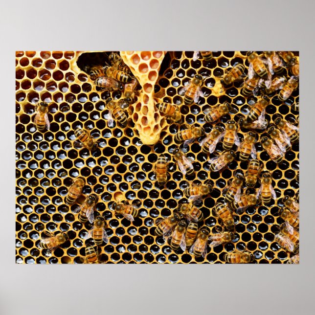 Bienenstock mit Honeycomb Nah Poster (Vorne)
