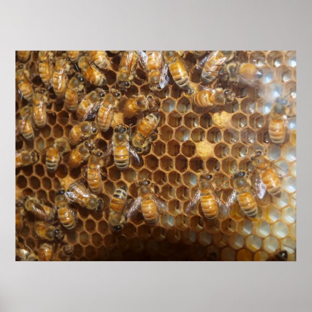 Bienenstock Poster (Vorne)