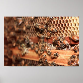 Bienenstockposter Poster