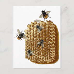 Bienenwerbung, Honeycomb Illustration, Vintag Postkarte