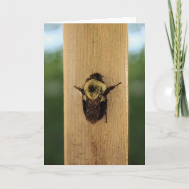 Bienenzilla Karte (Vorderseite)