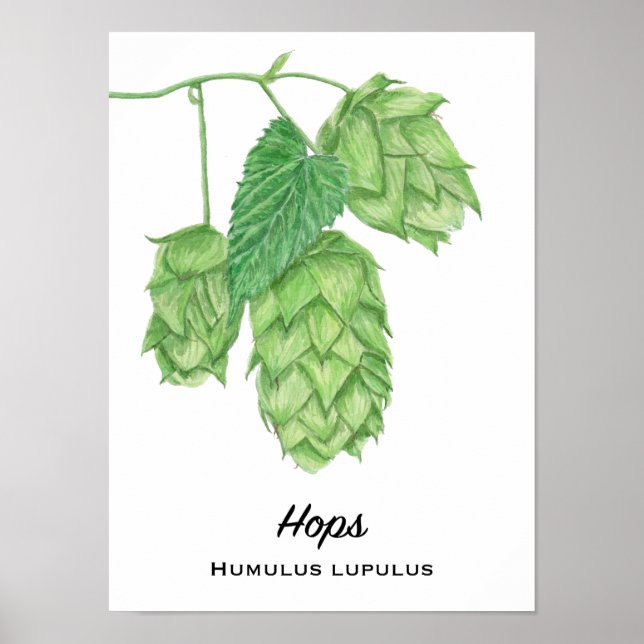 Bierhops Aquarellmalerei Poster (Vorne)