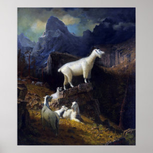 Bierstadt - Rocky Mountain Ziege Poster