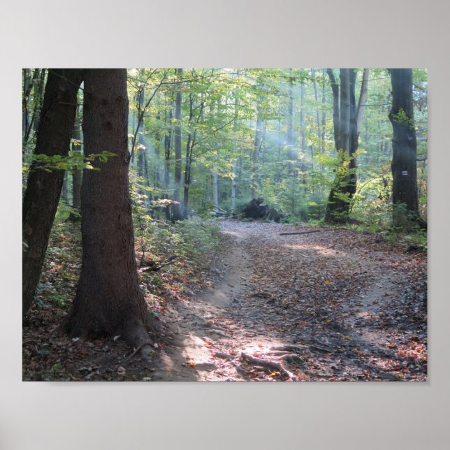 Bieszczady-Waldlicht Poster (Vorne)