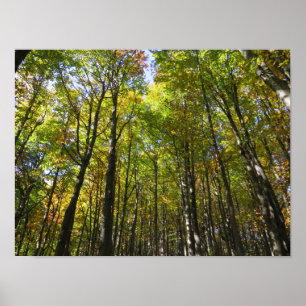 Bieszczady-Waldposter Poster