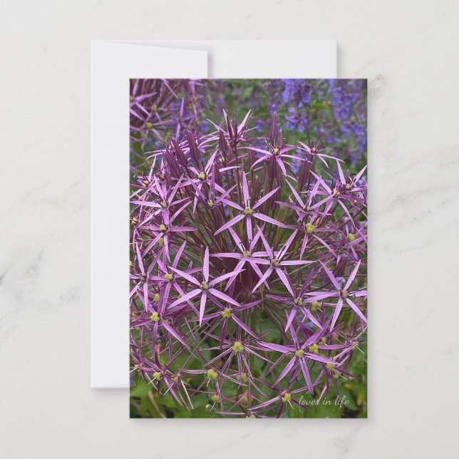 Big Allium Head Mitteilungskarte (Vorderseite)