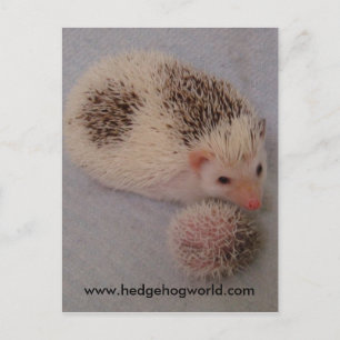 Big and little spots postcard postkarte