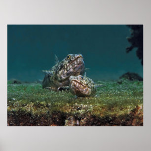 Big and Small Lizardfish Poster