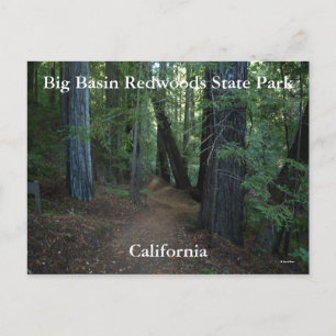 Big Basin Redwoods Staat... Postkarte