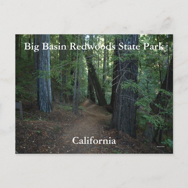 Big Basin Redwoods Staat... Postkarte (Vorderseite)