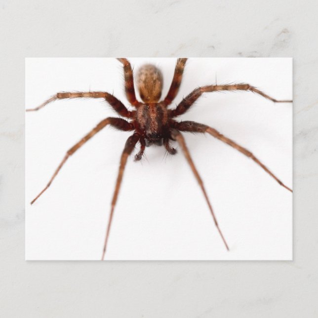 Big Beängstigend Spider Postkarte (Vorderseite)