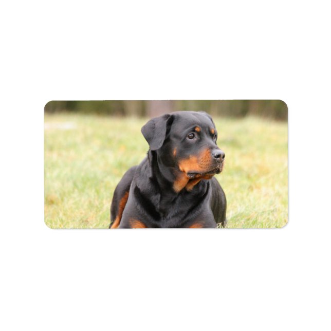 Big Beautiful Rottweiler Adressaufkleber (Vorne)