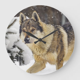 Big Beautiful Wild Wolf im Schnee Große Wanduhr