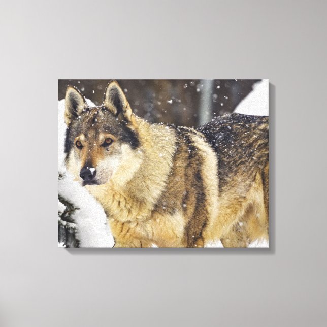 Big Beautiful Wild Wolf im Schnee Leinwanddruck (Vorderseite)
