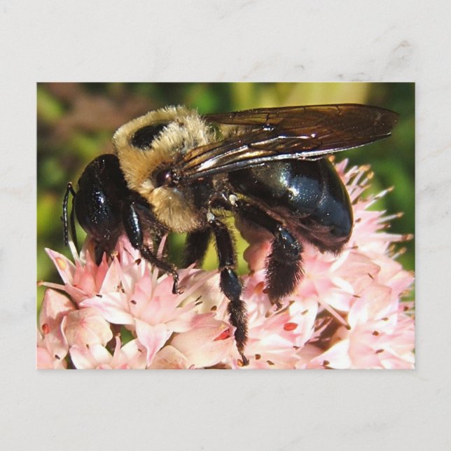 Big Bee 93 ~ Postkarte (Vorderseite)