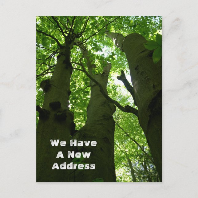 Big Beech Trees Summer Forest Moving Ankündigungspostkarte (Vorderseite)