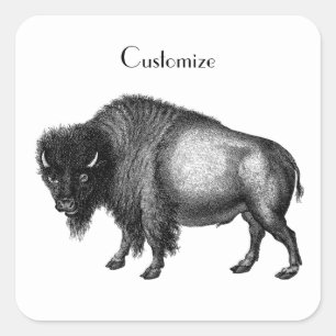 Big Bison Buffalo Thunder_Cove Quadratischer Aufkleber