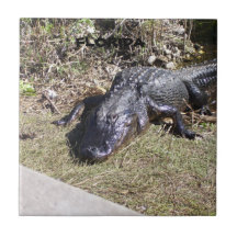 Big Black American Florida Alligator