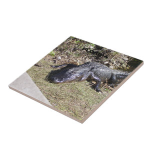 Big Black American Florida Alligator Fliese