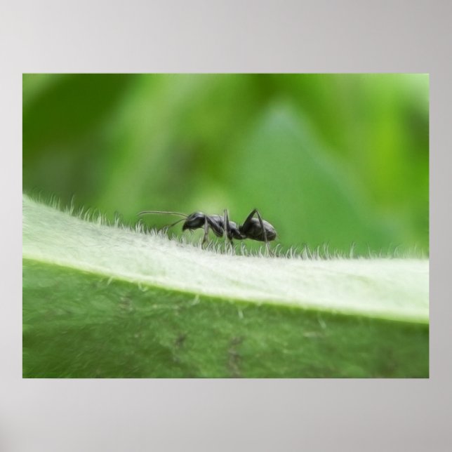 Big Black Ant Poster (Vorne)
