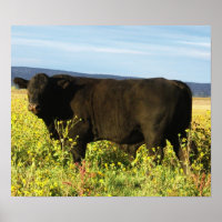 Big Black Bull in Sonnenblumen - Toro - Taurus