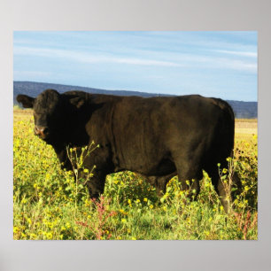 Big Black Bull in Sonnenblumen - Toro - Taurus Poster