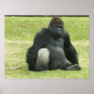 Big Black Gorilla Poster