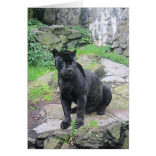 Big Black Jaguar Cat auf Rock