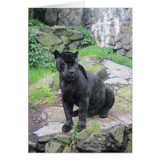 Big Black Jaguar Cat auf Rock