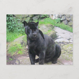 Big Black Jaguar Cat on Sitting on Rock Postkarte
