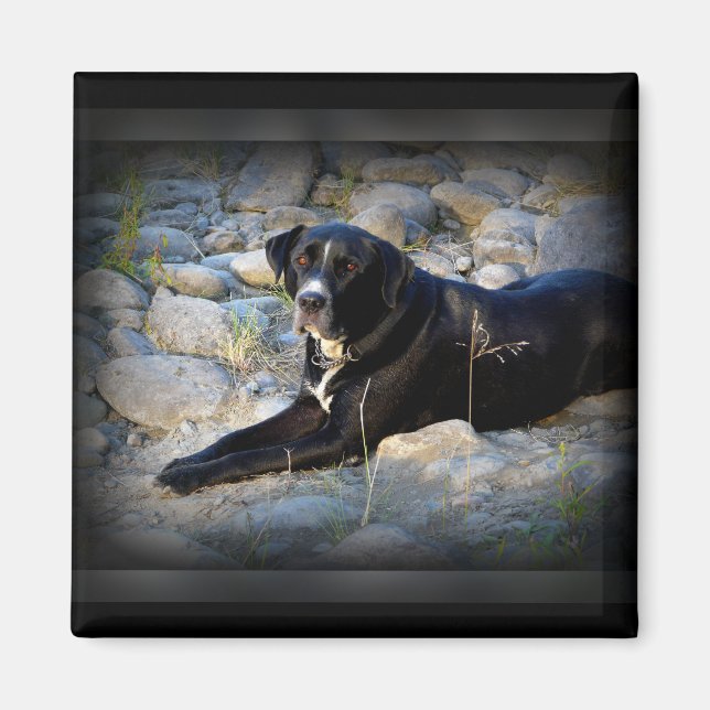 Big Black Pitbull Labrador Cross Magnet (Vorne)