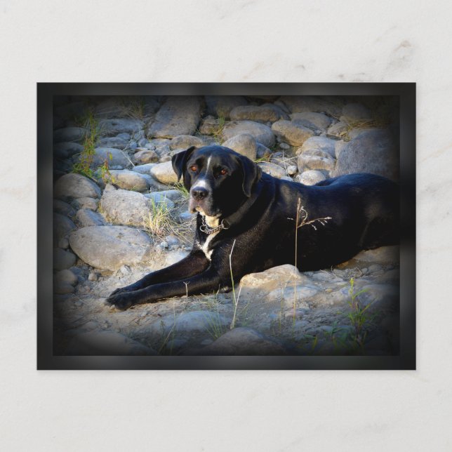 Big Black Pitbull Labrador Cross Postkarte (Vorderseite)