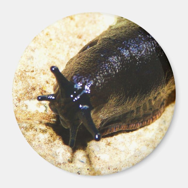 Big Black Slug Magnet (Vorne)