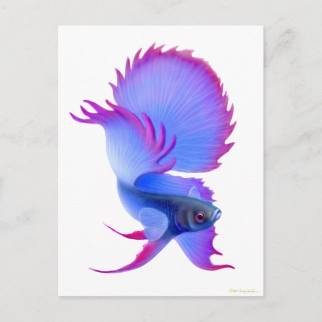 Big Blue Betta Fish Postkarte (Vorderseite)