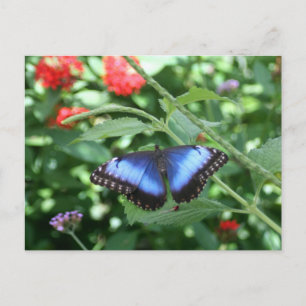 Big Blue Butterfly 2 Postkarte