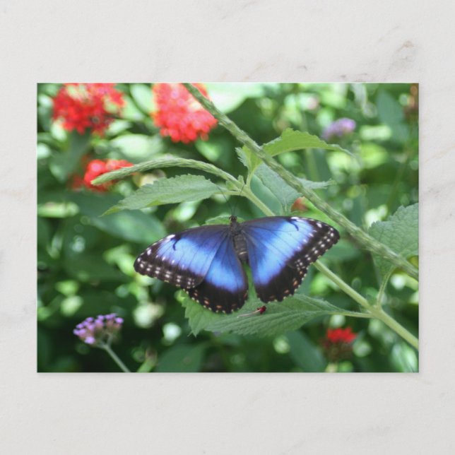 Big Blue Butterfly 2 Postkarte (Vorderseite)