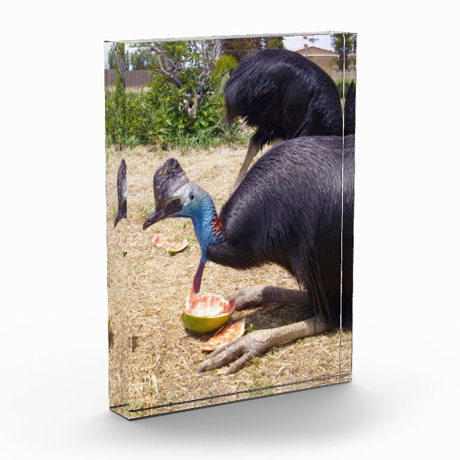 Big Blue Cassowary Bird Eating Melons, Fotoblock (Links)