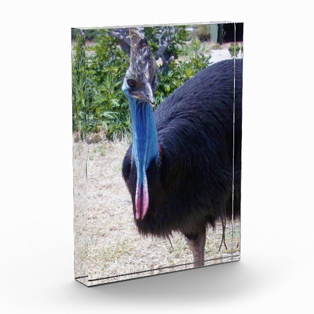 Big Blue Cassowary Bird, Fotoblock (Links)