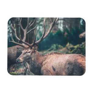 Big Brown Buck Deer mit großen Antlern Magnet