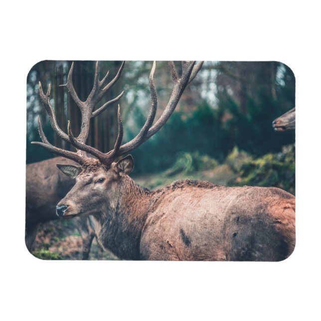 Big Brown Buck Deer mit großen Antlern Magnet (Horizontal)