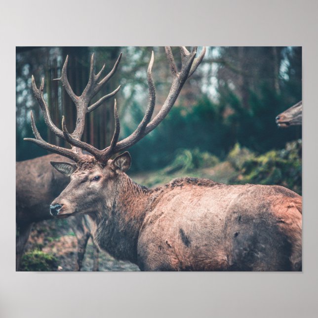 Big Brown Buck Deer mit großen Antlern Poster (Vorne)
