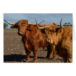 Big Brown Highland Cows,