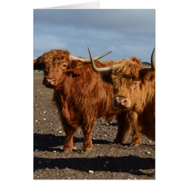 Big Brown Highland Cows, (Vorne)